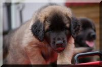 leonberger 002.jpg